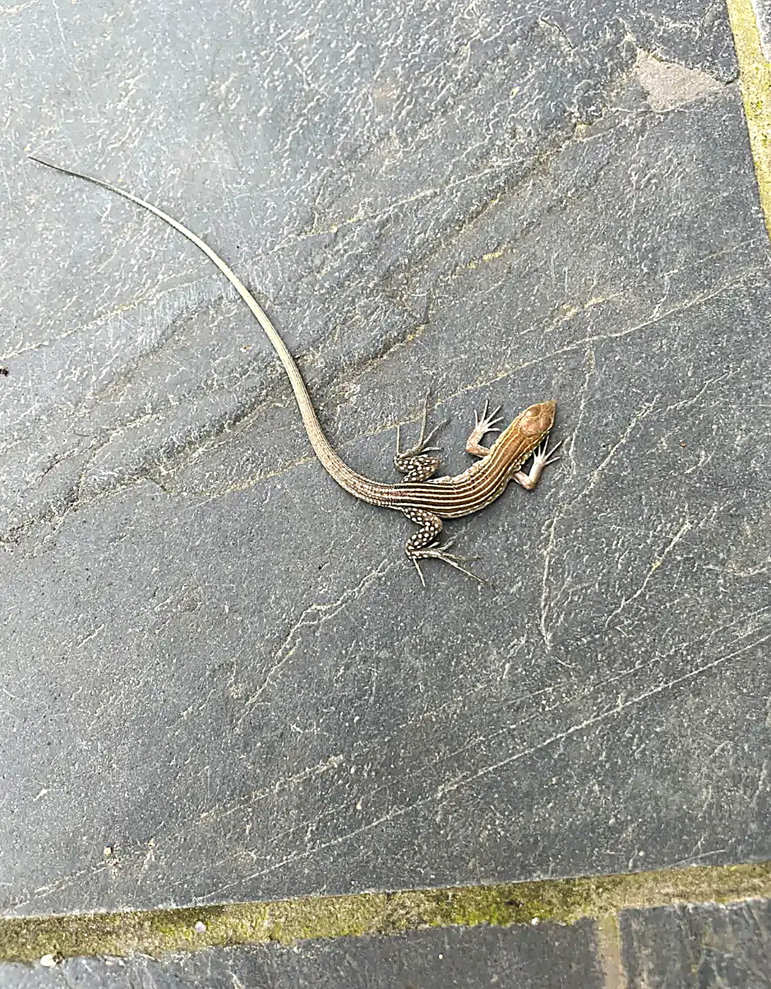 Kleine gestreepte salamander op een grijze tegel